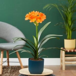 Clivia miniata