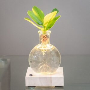 Clusia rosea Princess (PBR)