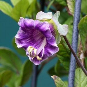 Cobaea scandens