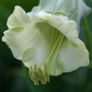 Cobaea scandens f. alba