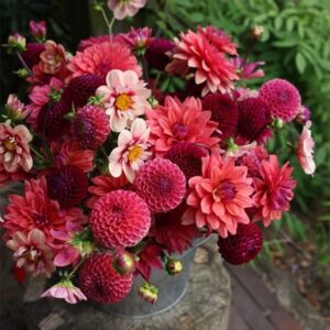 Cocktails & dreams dahlia collection