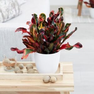 Codiaeum Mammy