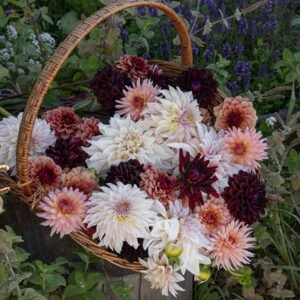 Coffee and cream 5 varieties dahlia collection