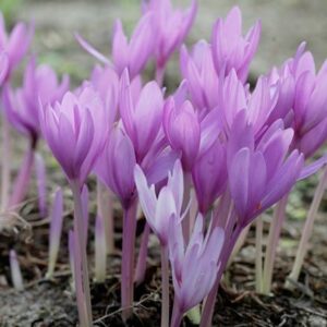 Colchicum The Giant