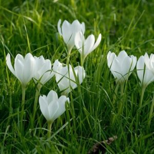 Colchicum autumnale Album