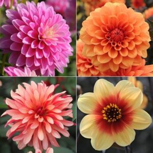 Colour pops dahlia collection
