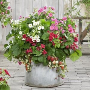 Colourful flowering strawberry collection