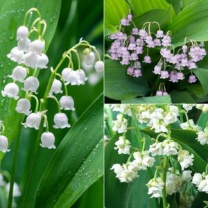 Convallaria collection