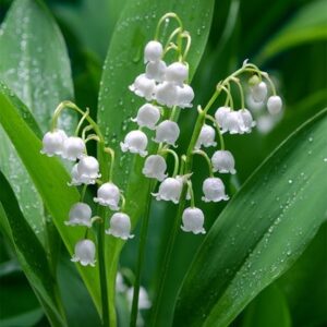 Convallaria majalis