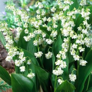 Convallaria majalis Prolificans