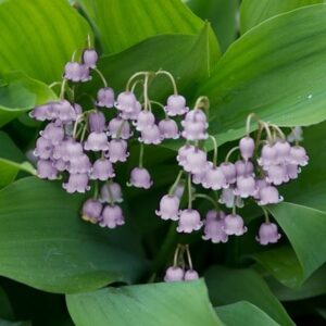 Convallaria majalis var. rosea