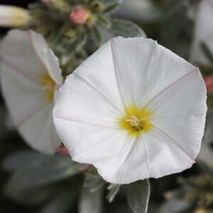Convolvulus cneorum