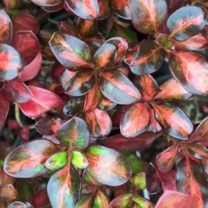 Coprosma Glowing Embers ('Alcopow') (PBR)
