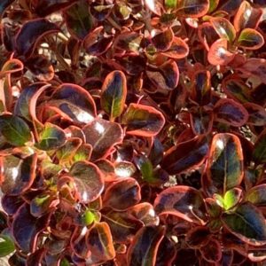 Coprosma Inferno (PBR)