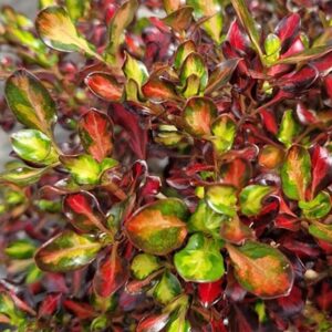 Coprosma Northern Lights ('Copcon') (PBR)