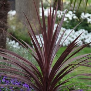 Cordyline australis Red Star