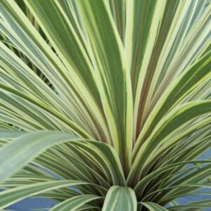Cordyline australis Torbay Dazzler