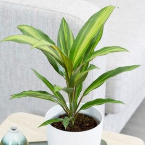 Cordyline fruticosa Kiwi