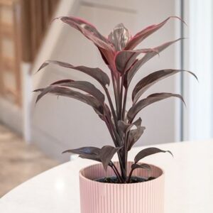 Cordyline fruticosa Mambo
