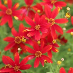 Coreopsis Ladybird