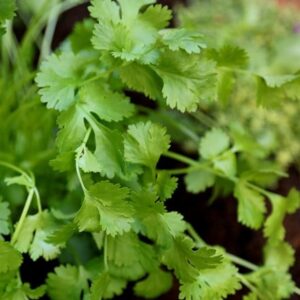 Coriandrum sativum