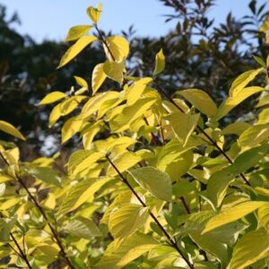 Cornus alba Aurea