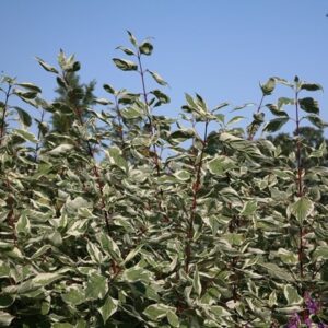 Cornus alba Elegantissima