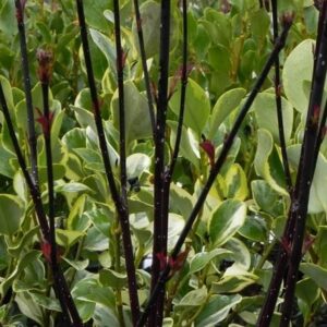 Cornus alba Kesselringii