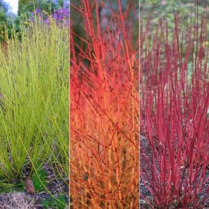 Cornus collection