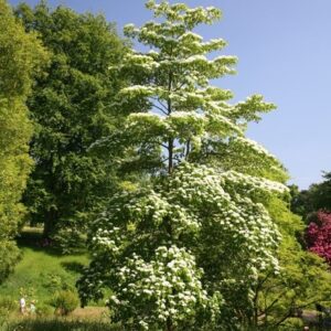 Cornus controversa