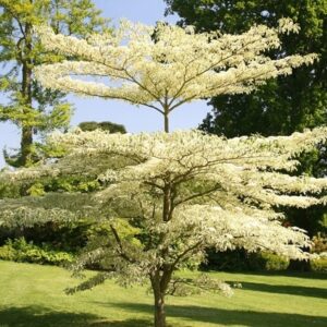 Cornus controversa Variegata