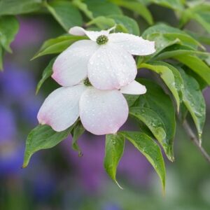Cornus florida