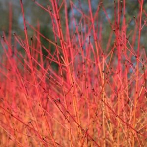 Cornus sanguinea Midwinter Fire