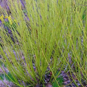 Cornus sericea Flaviramea