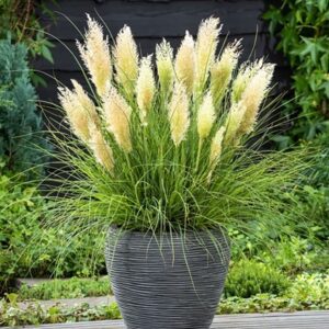 Cortaderia selloana Tiny Pampa ('Day1') (PBR)
