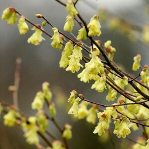 Corylopsis pauciflora