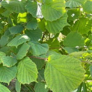 Corylus avellana