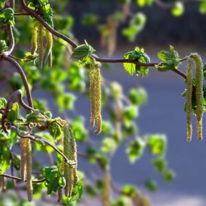 Corylus avellana Contorta