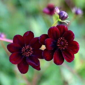 Cosmos atrosanguineus