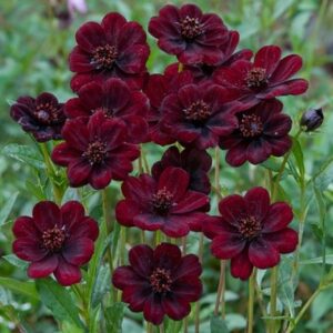 Cosmos atrosanguineus Chocamocha ('Thomocha') (PBR)