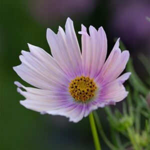 Cosmos bipinnatus Apricot Lemonade