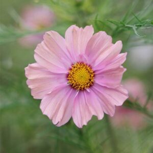 Cosmos bipinnatus Apricota