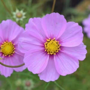 Cosmos bipinnatus Casanova Pink (Casanova Series)