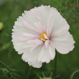 Cosmos bipinnatus Cupcakes Blush (Cupcakes Series)