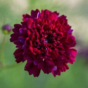 Cosmos bipinnatus Double Click Cranberries (Double Click Series)