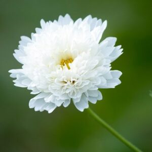 Cosmos bipinnatus Double Click Snow Puff (Double Click Series)
