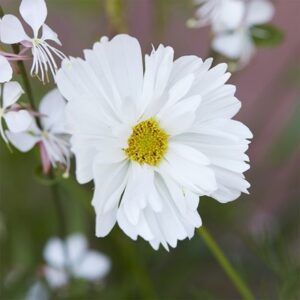 Cosmos bipinnatus Fizzy White (Fizzy Series)