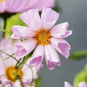 Cosmos bipinnatus Hummingbird Lilac