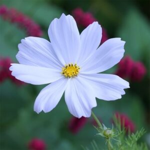 Cosmos bipinnatus Purity