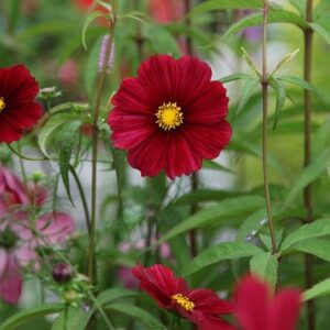 Cosmos bipinnatus Rubenza